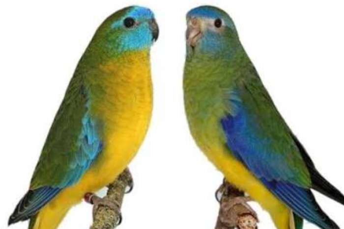 turquoisine parkieten