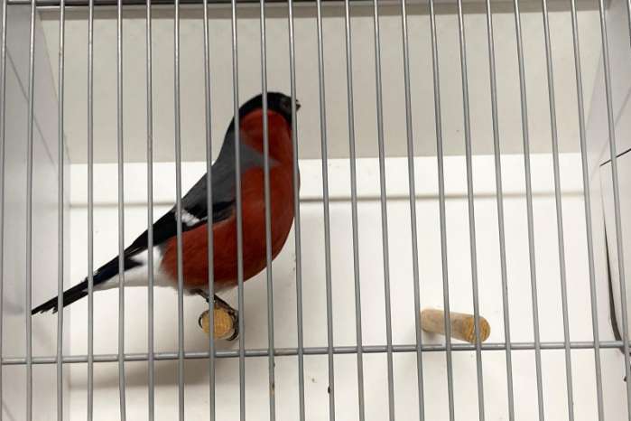 de grootste europese cultuurvogelshow van nederland