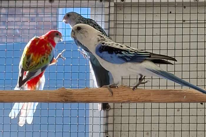rosella's