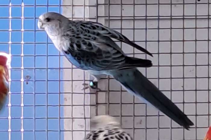 rosella's