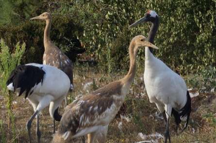 japanse kraanvogels