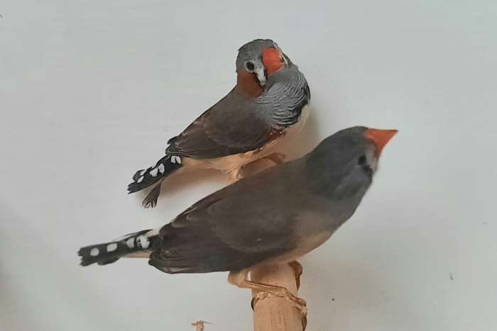 te koop diverse tropische