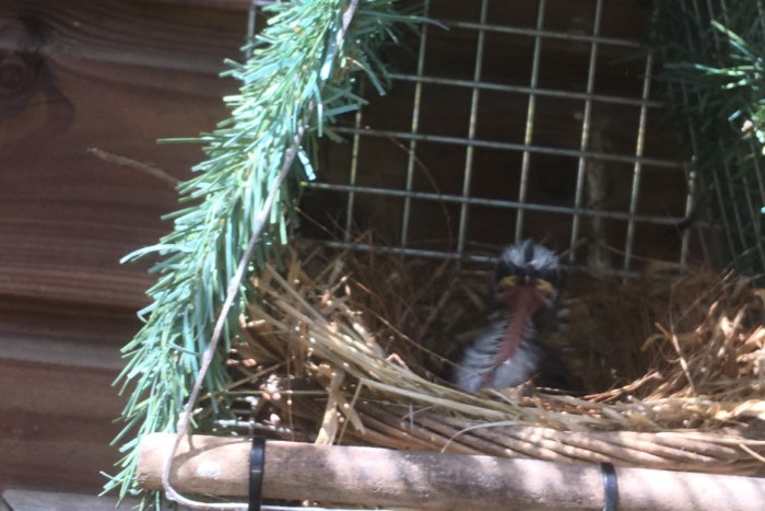 prachtige wildzang nesten