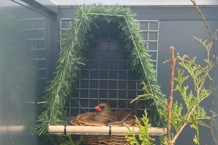 prachtige wildzang nesten
