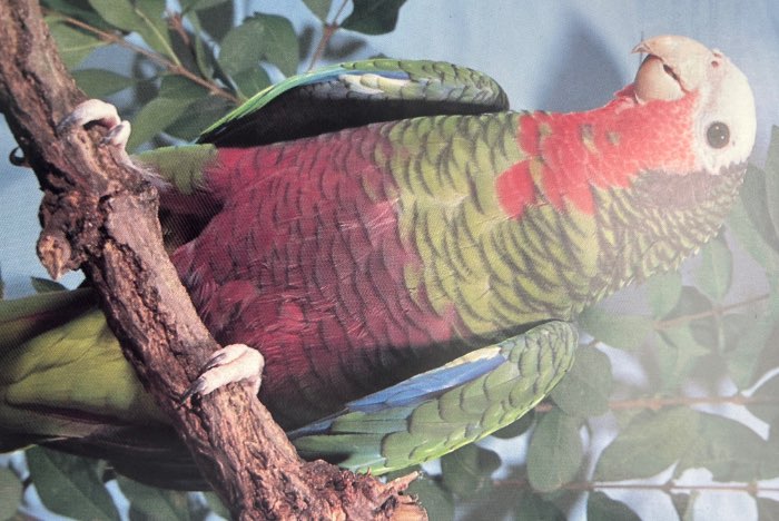 cuba amazone