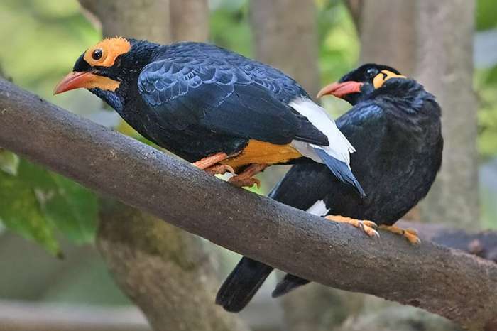 dumonts beo