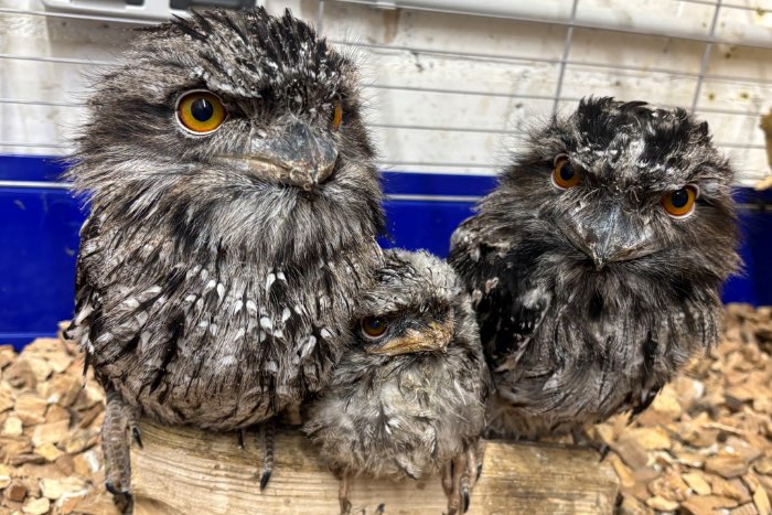 1.0 frogmouth eulenschwalm nz26