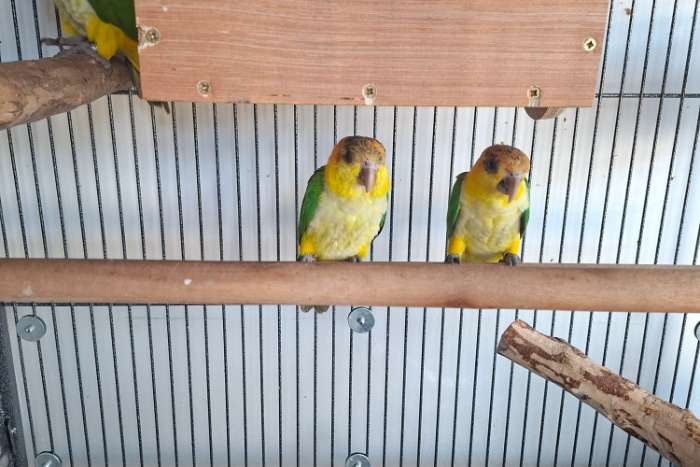 roestkop caique