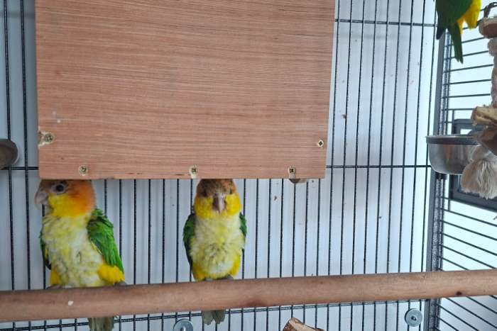 roestkop caique