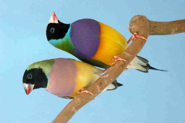 regionale tentoonstelling vogelvreugd houten 2026