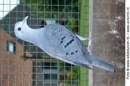 duiven blauwe grondduif