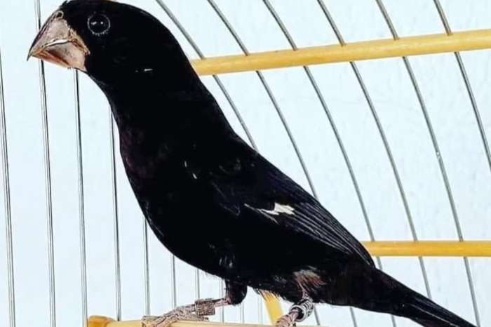 twatwa 2026.   oryzoborus of brazil.
