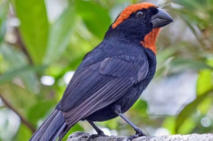 couple. loxigilla portorricensis
