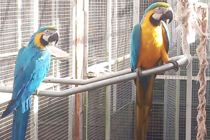 te koop ,blauw gele ara's