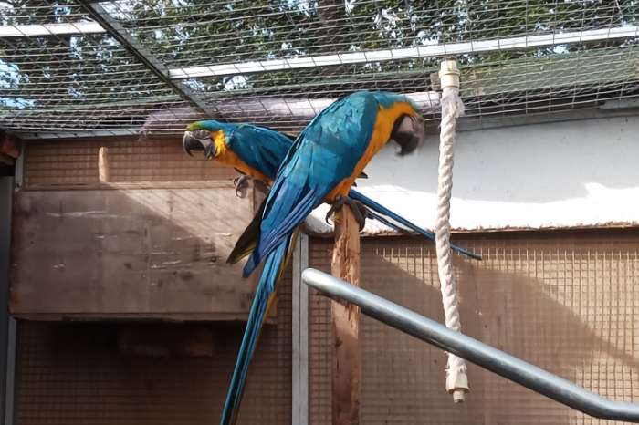 te koop ,blauw gele ara's