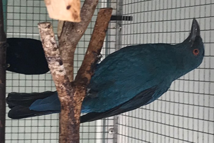 2 vrouwelijke vogel irénas puella 2026