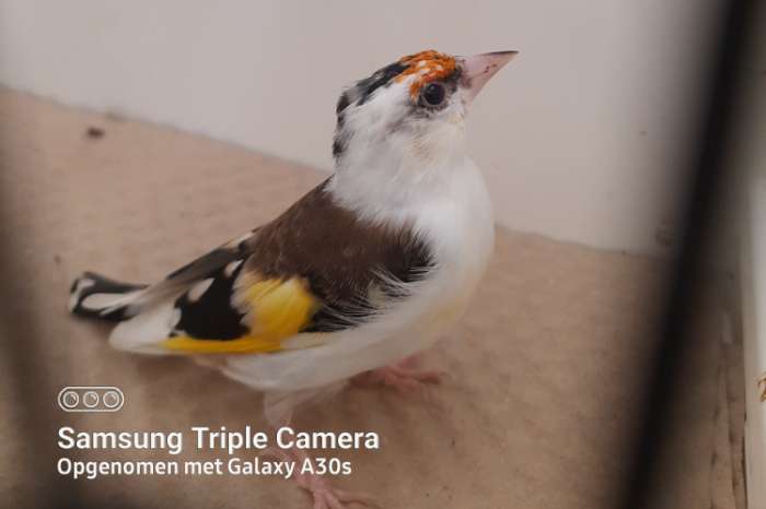 kleine putters en muttaties
