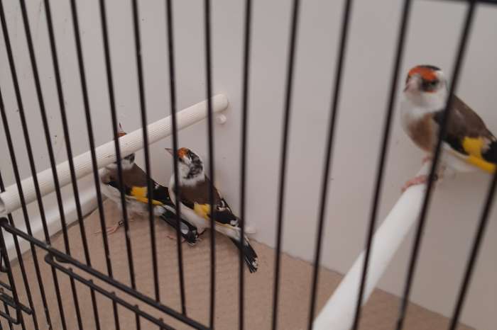 kleine putters en muttaties