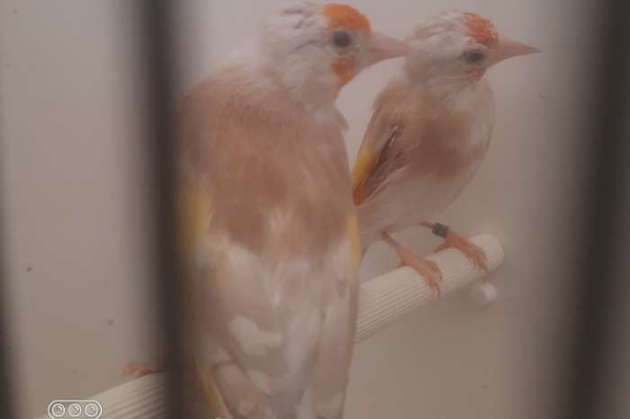 kleine putters en muttaties