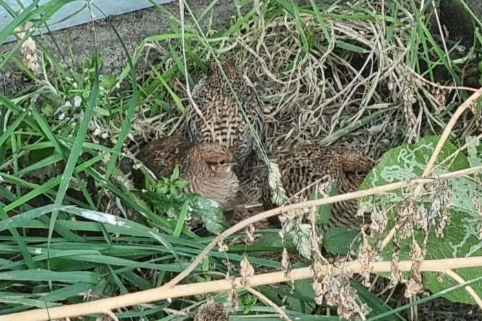 natuurbroed chinese kwartels