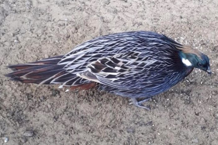 koklas fazant / pheasant