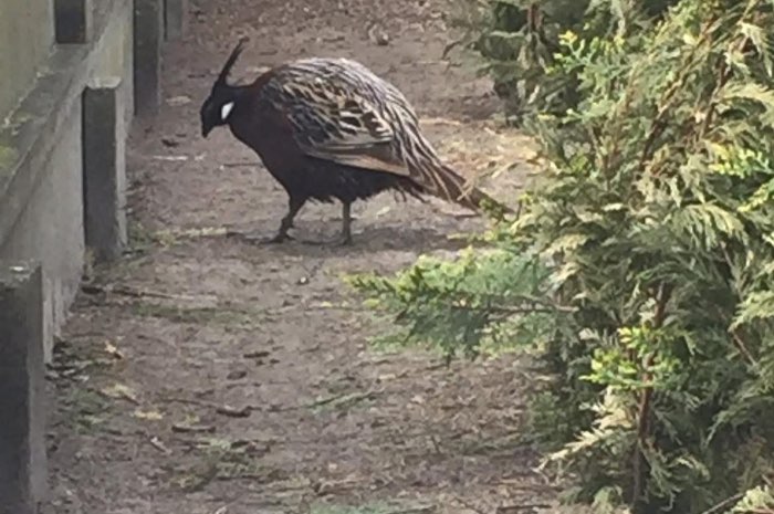 koklas fazant / pheasant