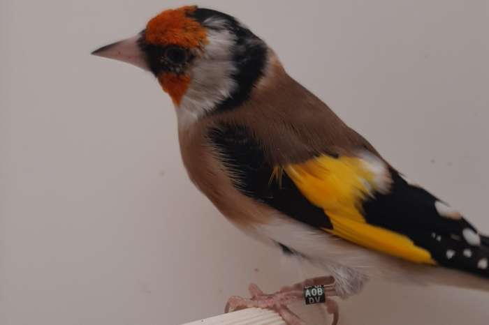 kleine elzenputters (parva) en muttaties