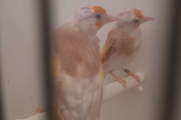 kleine elzenputters (parva) en muttaties