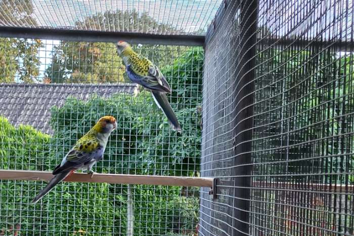 bleekkop rosellas