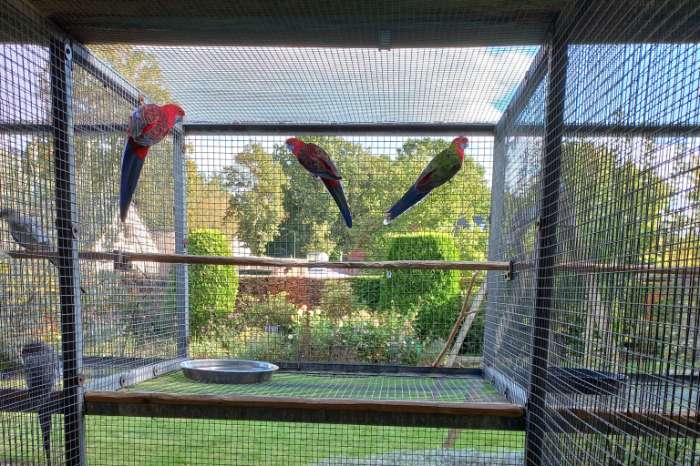 pennant rosella