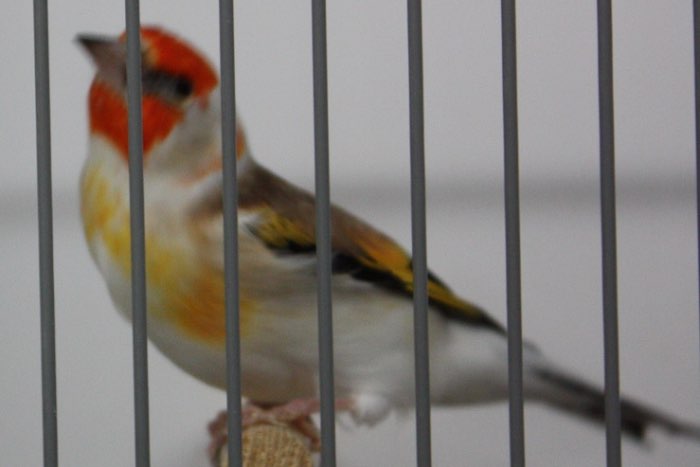 grote tt met o.a. hybride, wildzang en verwante soorten