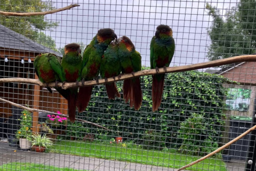 pyrrhura cruentata 1-3 jonge vogels van juni 2026 te koop