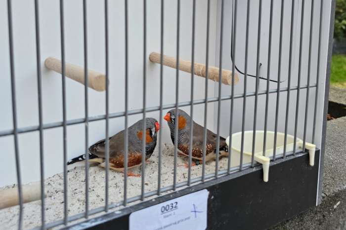 zebravinken te koop