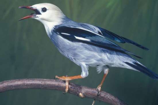 silky spreeuwen