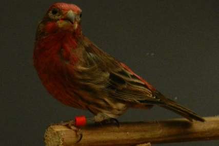 verschillende vogels