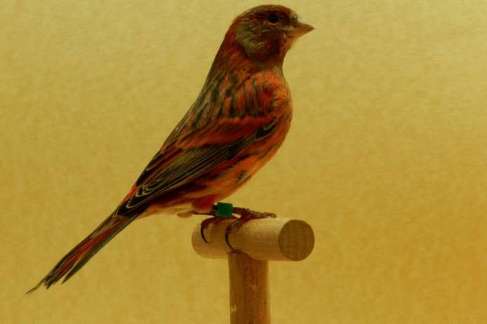 verschillende vogels