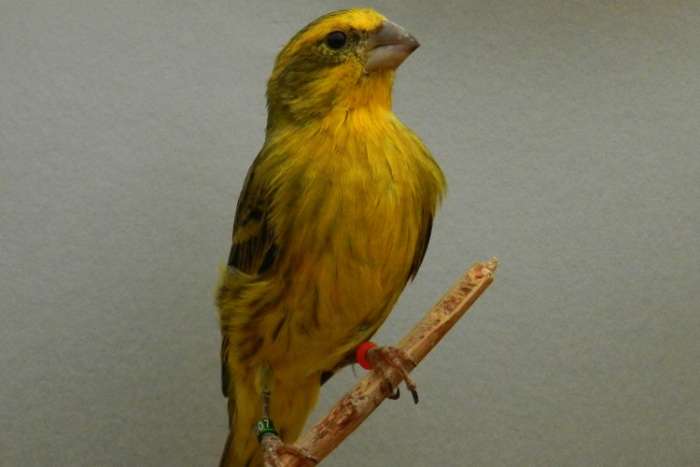 verschillende vogels