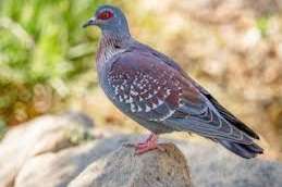 te koop columba guinea duivin uit buitenvoliere