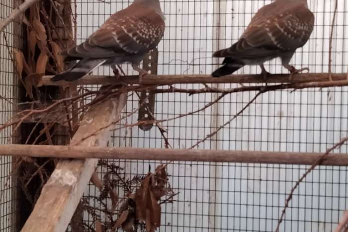 te koop columba guinea duivin uit buitenvoliere