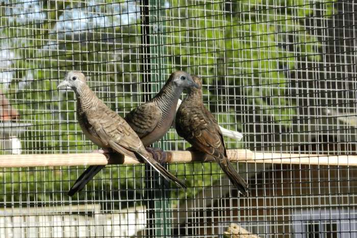 te koop zebraduif doffers uit buitenvoliere