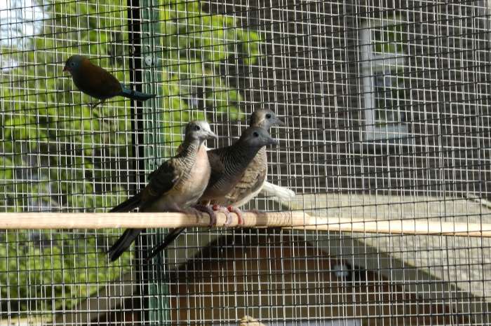 te koop zebraduif doffers uit buitenvoliere