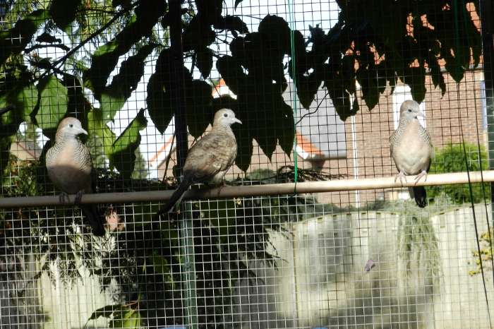 te koop zebraduif doffers uit buitenvoliere