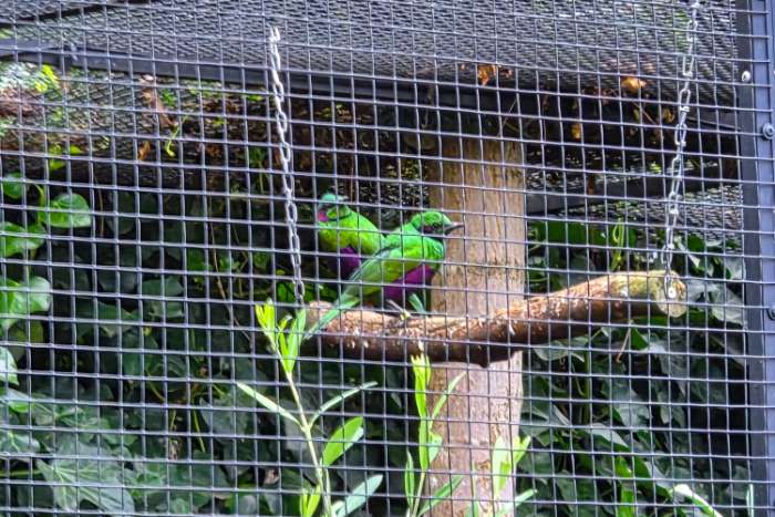 emerald spreeuwen.