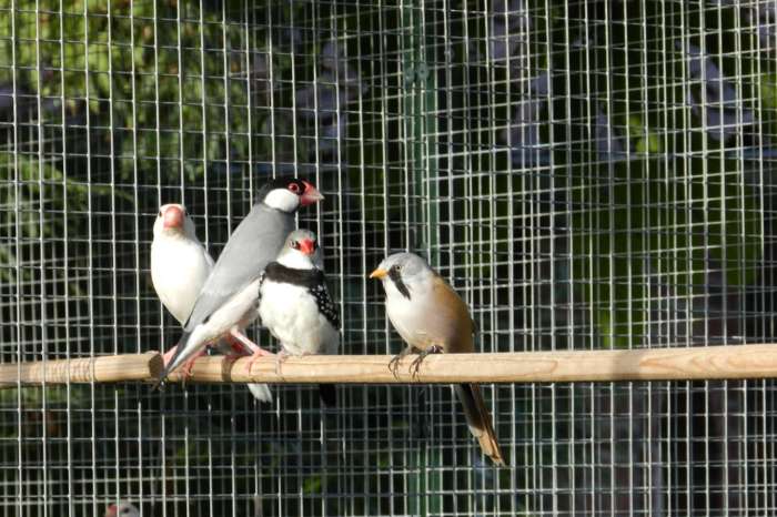 te koop jonge rijstvogels uit de buitenvoliere.