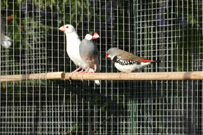 te koop jonge rijstvogels uit de buitenvoliere.