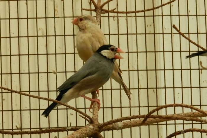 te koop jonge rijstvogels uit de buitenvoliere.