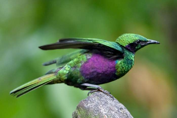 emerald spreeuwen
