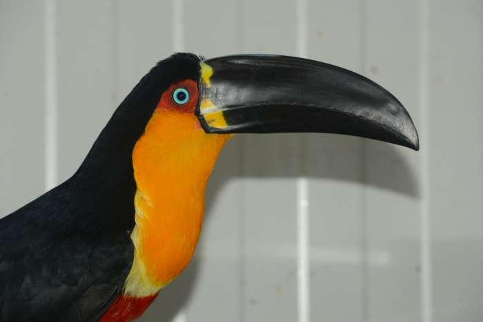 for sale – 3.3 ariel toucans (ramphastos vitellinus ariel)