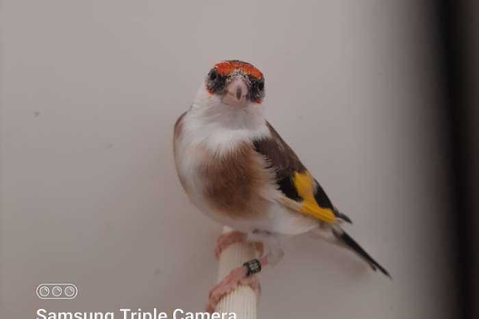 kleine elzenputters (parva) en muttaties