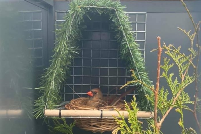 prachtige wildzang nesten